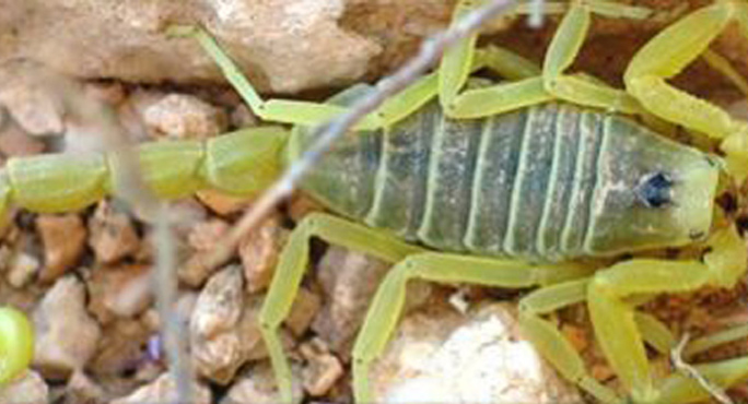 Fighting Scorpions